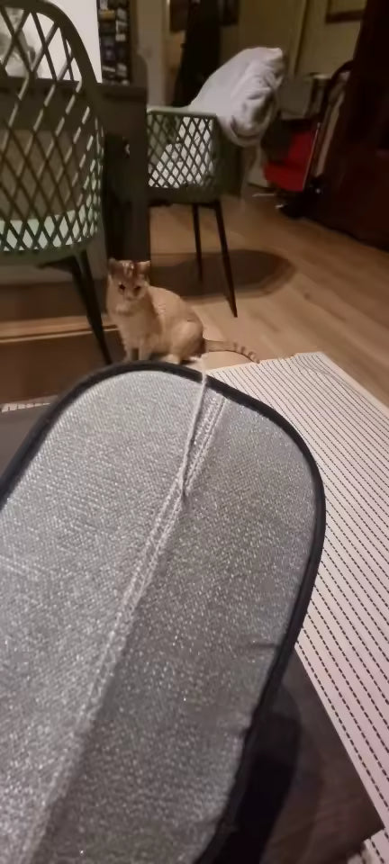 Sofá limpo num instante